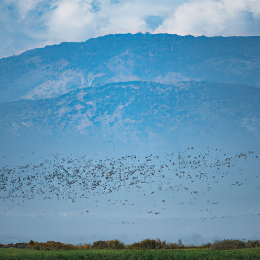A panoramic view of Hula Valley nature reserve with migrating birds in the sky.